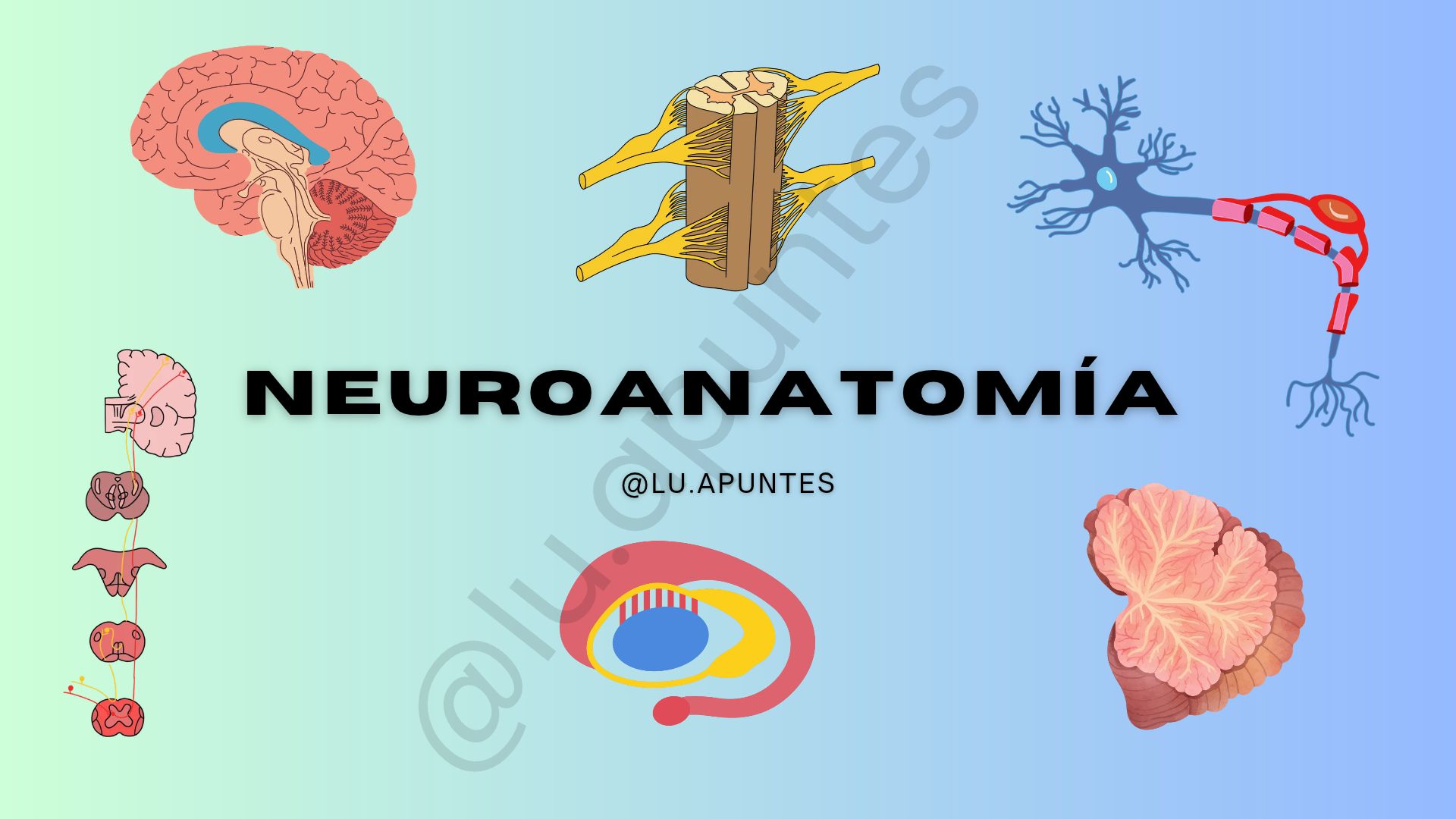 Portada de NEUROANATOMÍA